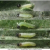 pyr carthami larva1 volg